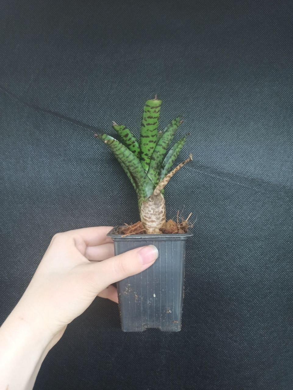 Neoregelia sp mystery
