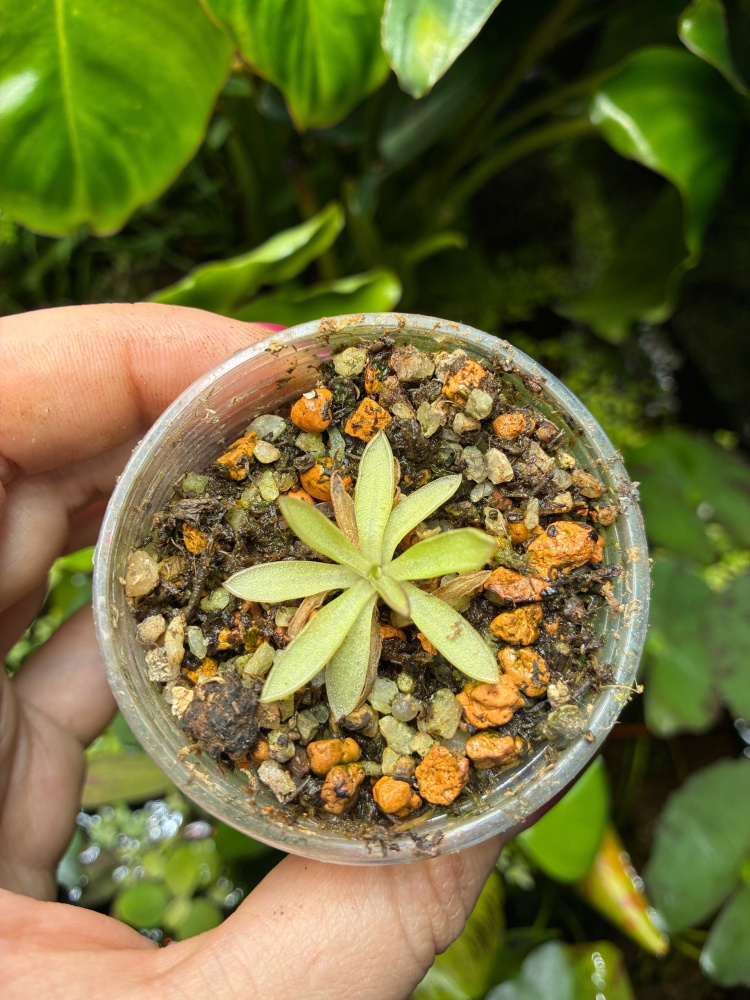 Pinguicula Anna