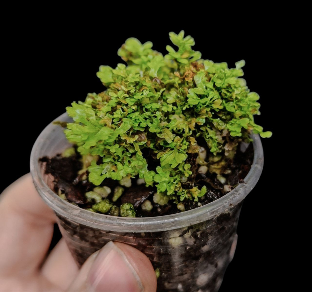 Nephrolepis sp asia