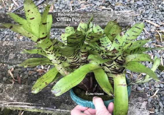 Neoregelia offissa  pup