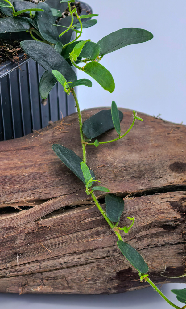 Ficus puctata thin leaf
