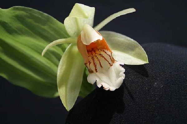 Coelogyne septemcostata