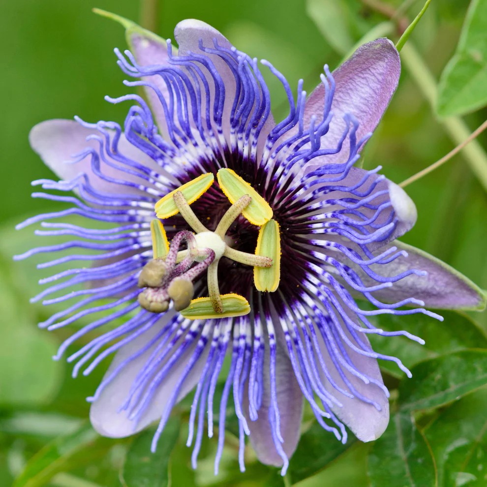 Passiflora cv amethyst