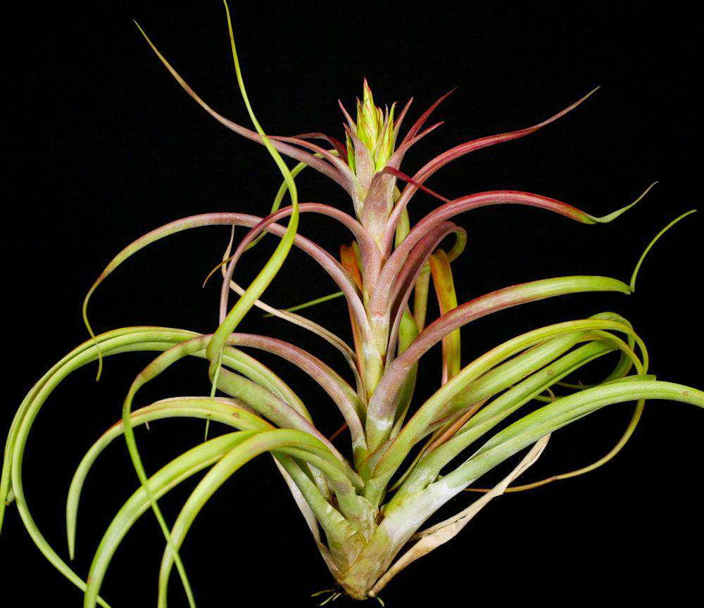 Tillandsia phoenix