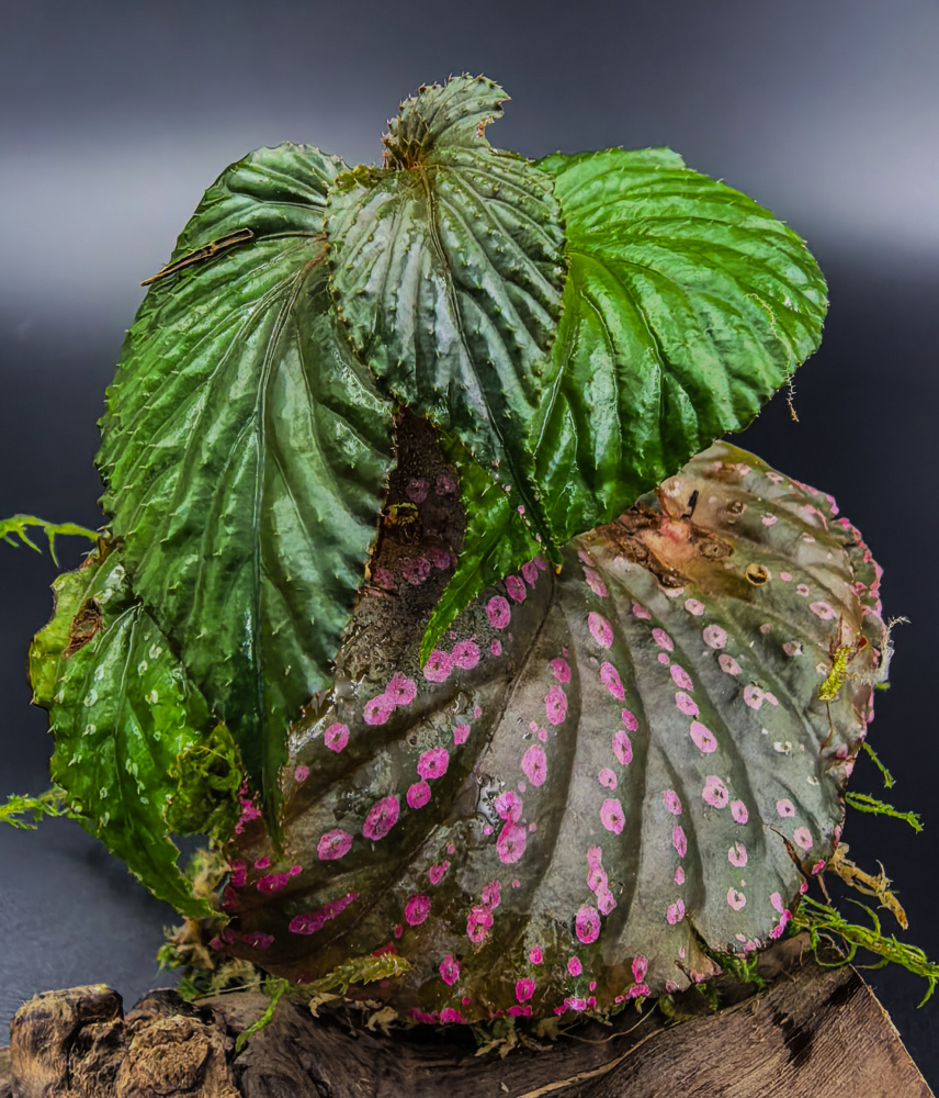 Begonia sp Saripoi