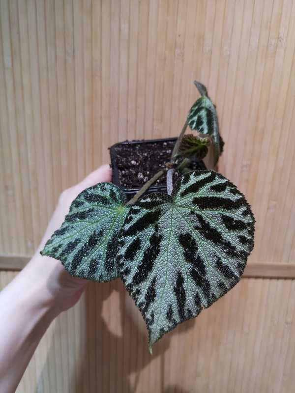 Begonia imperialis 'emerald jewel'