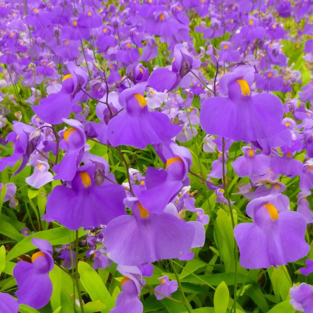 Utricularia longifolia S