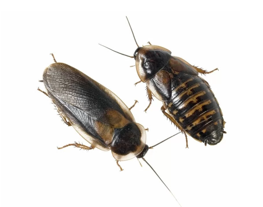 Blaptica dubia (самцы и предимаго)