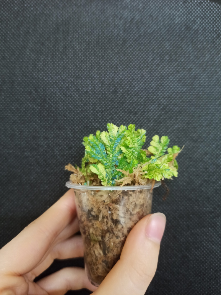 Selaginella willdenowii variegata