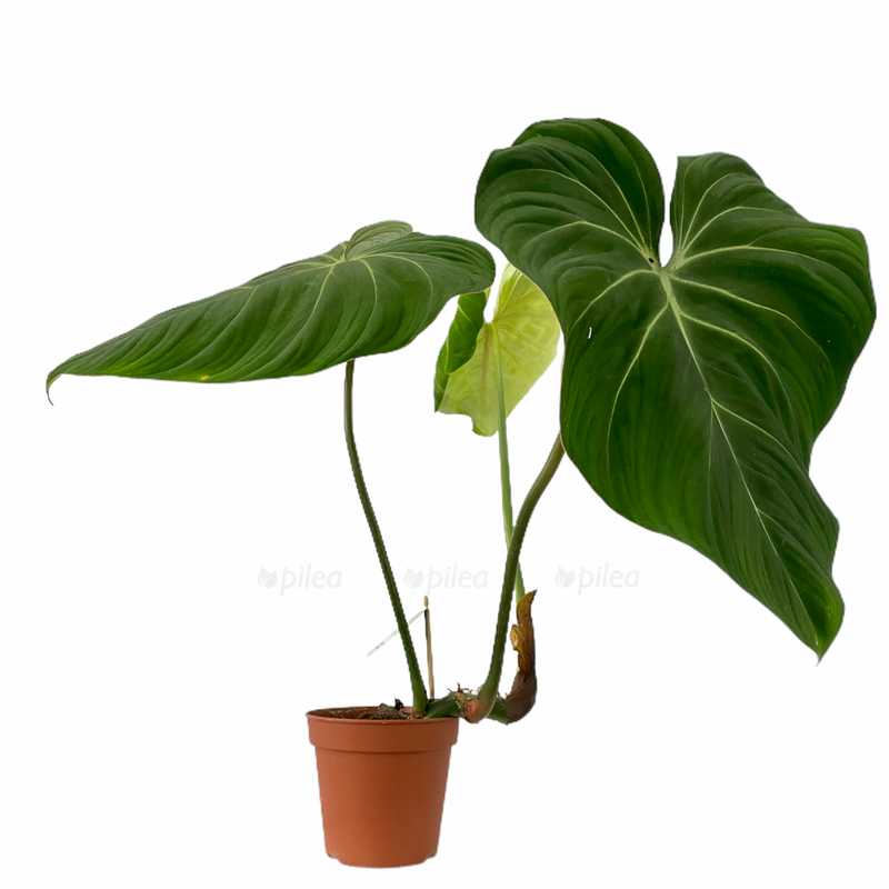Philodendron gloriosum