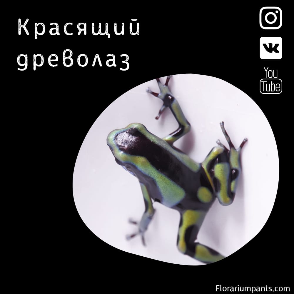 Красящий древолаз