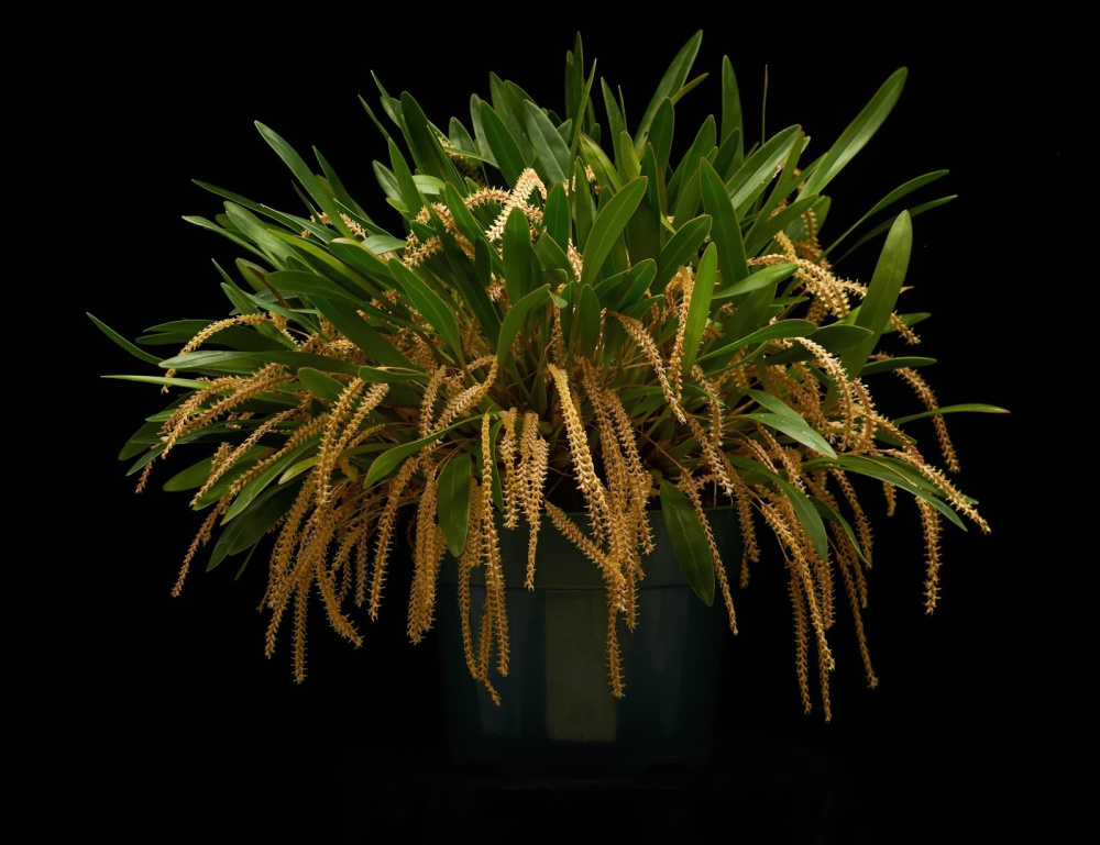 Dendrochilum pulcherrimum