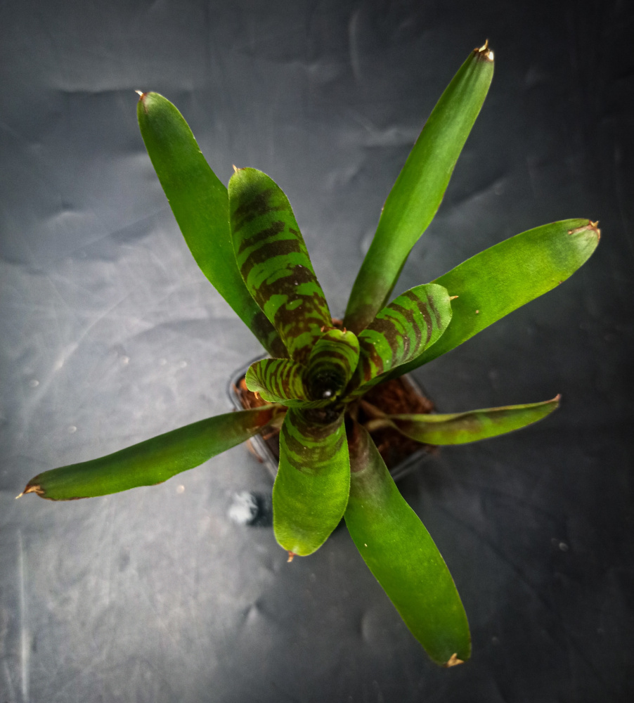 Neoregelia fever pitch