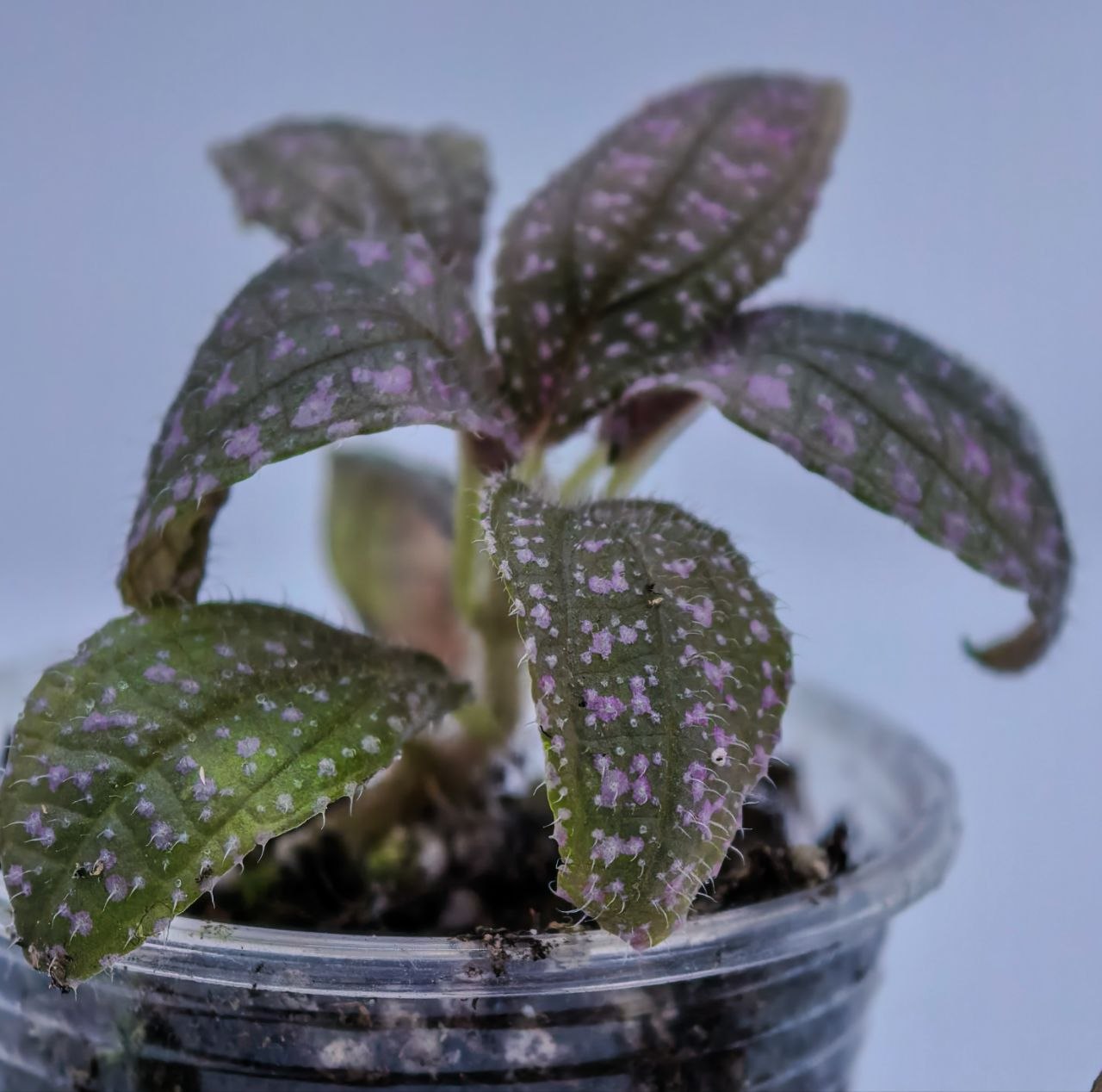 Sonerila sp pink spots