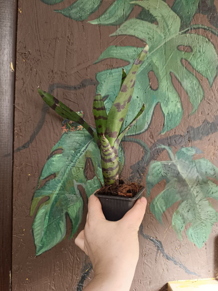 Neoregelia cat’s Pajamas детка