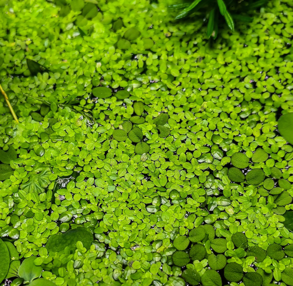 Lemna (ряска)
