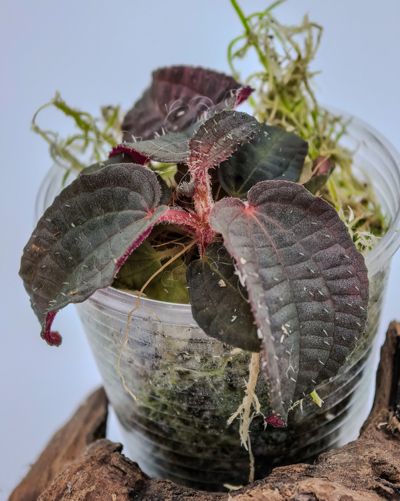 Phyllagathis sp dark