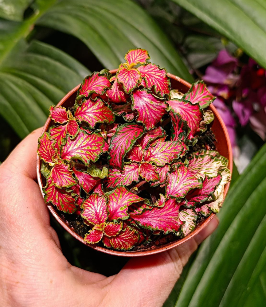 Fittonia sp (фиттония красная), d9
