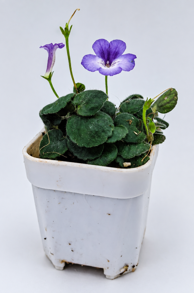 Sinningia ‘Wood Nymph’