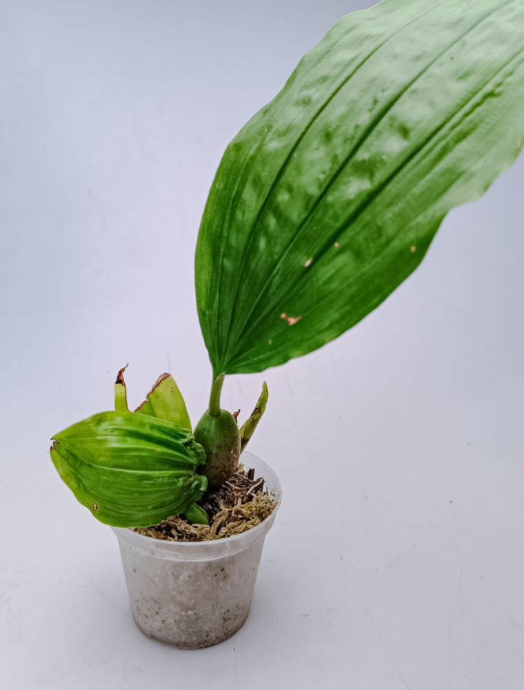Coelogyne septemcostata