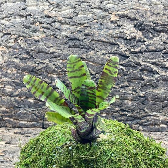Neoregelia da kine