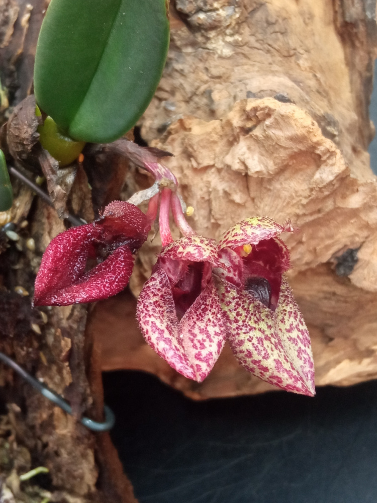 Bulbophyllum frostii S