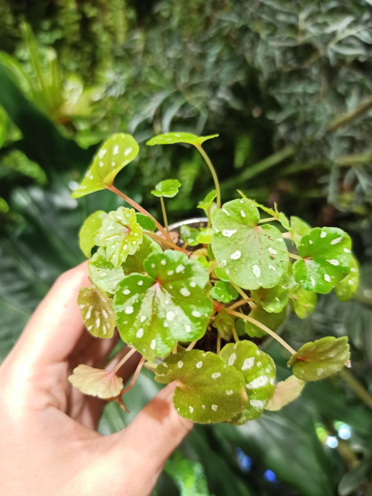 Begonia cv dregei