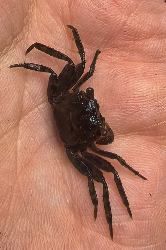 Краб дьявол (Geosesarma sp. devil) подросток