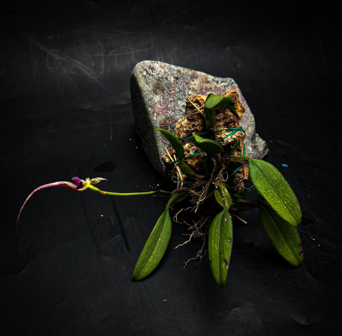 Bulbophyllum putidum M