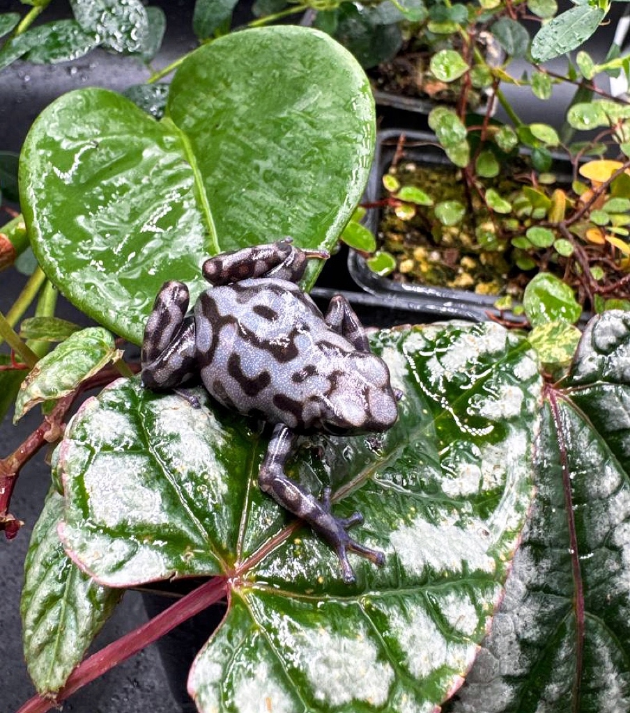 Dendrobates auratus ‘Pena Blanca’