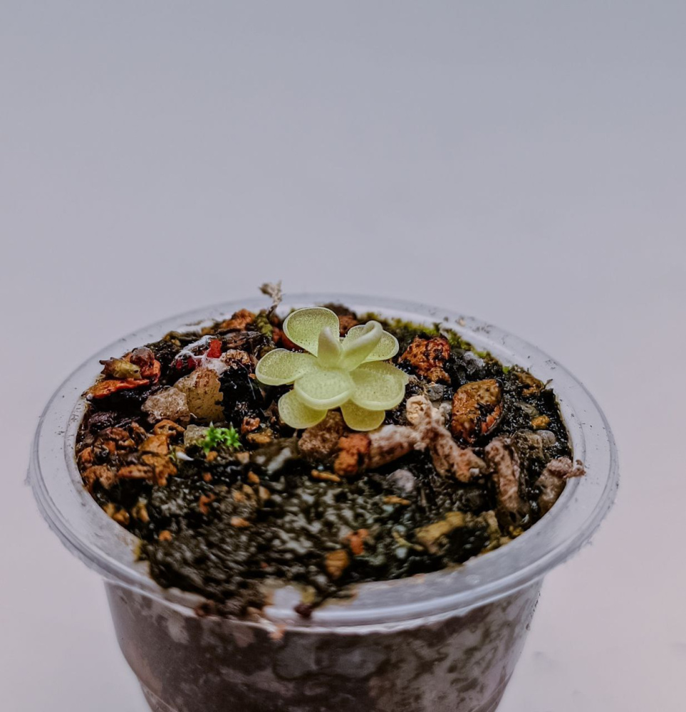 Pinguicula esseriana green d5, детка