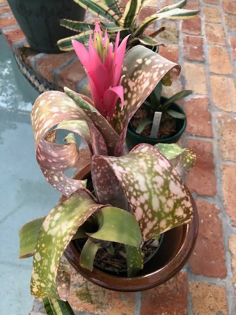 Billbergia tequila sunset