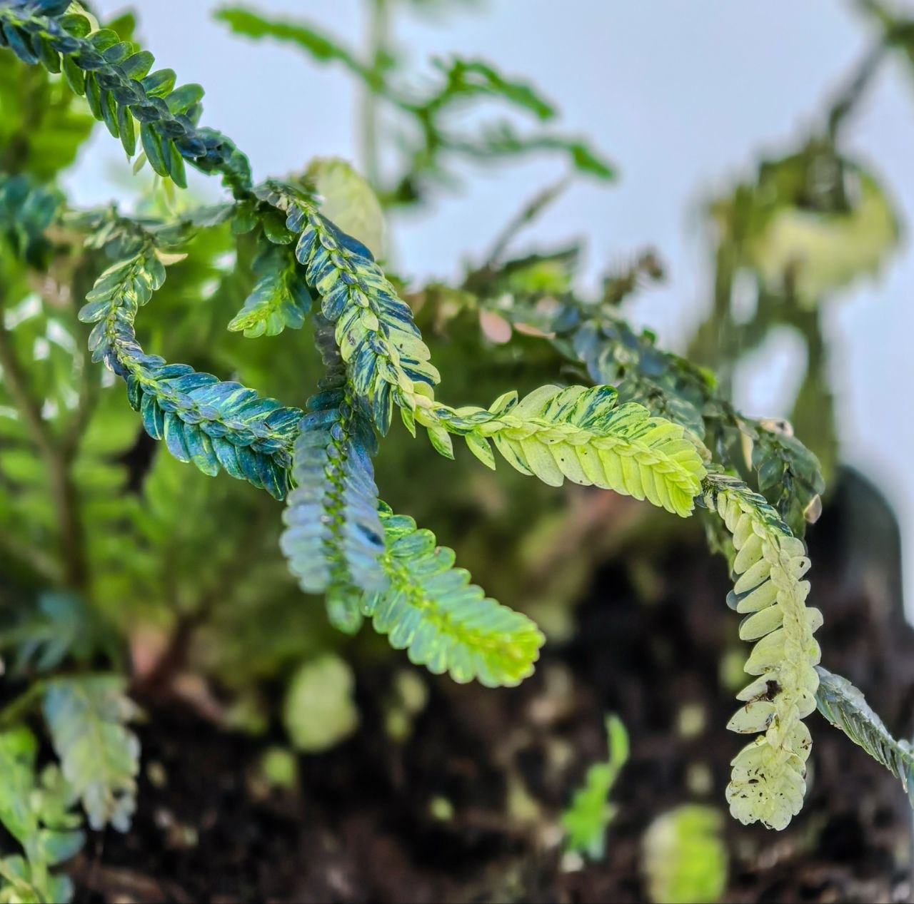 Selaginella willdenowii variegata