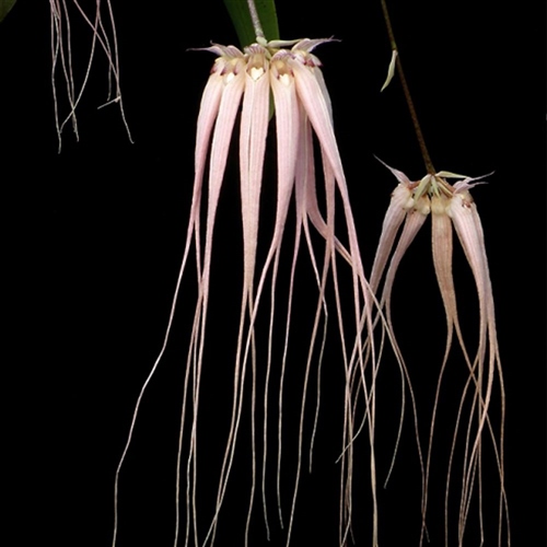 Bulbophyllum longissimum