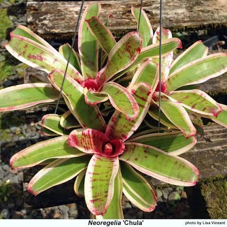Neoregelia chula