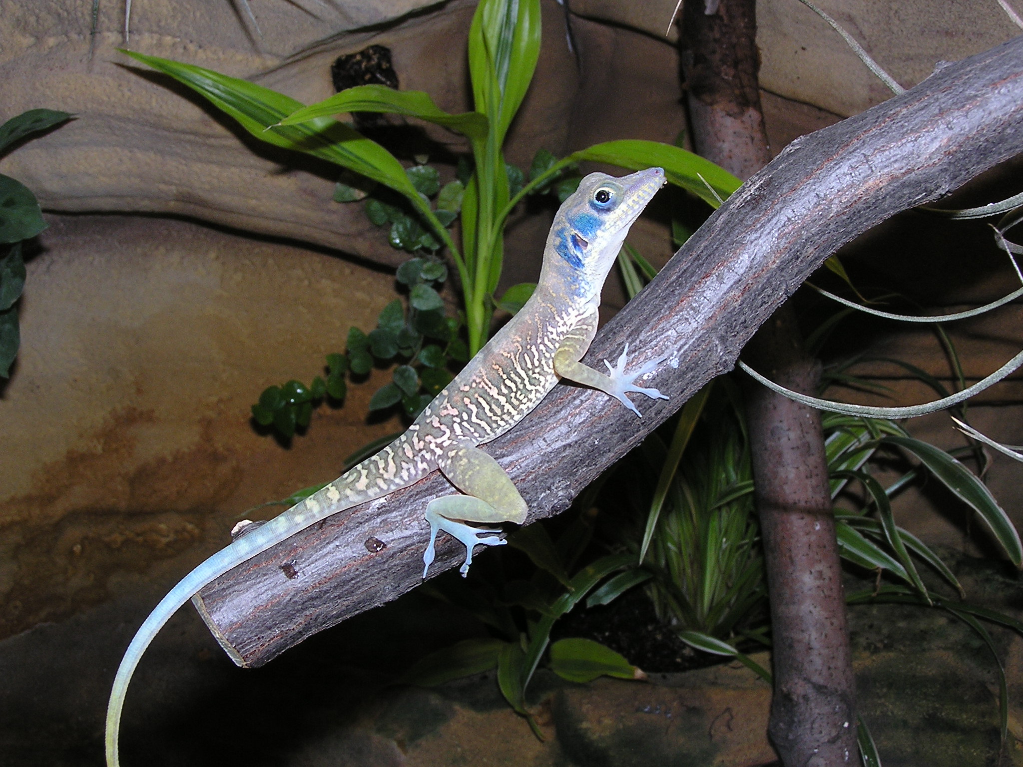 Anolis bartschi