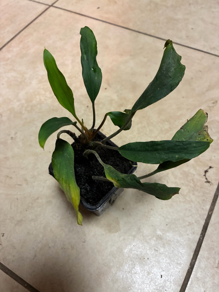 Homalomena sp Sekadau South