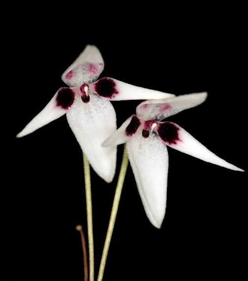 Pleurothallis viduata S