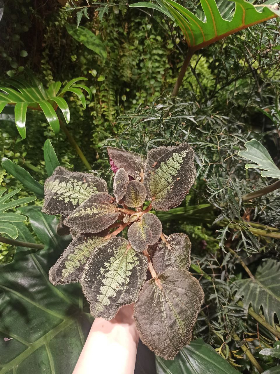 Bertolonia maculata L