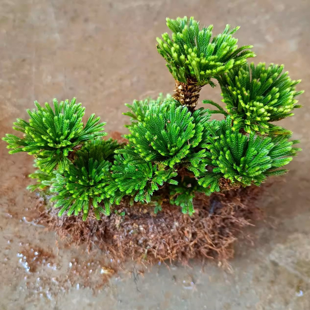 Selaginella pulvinata