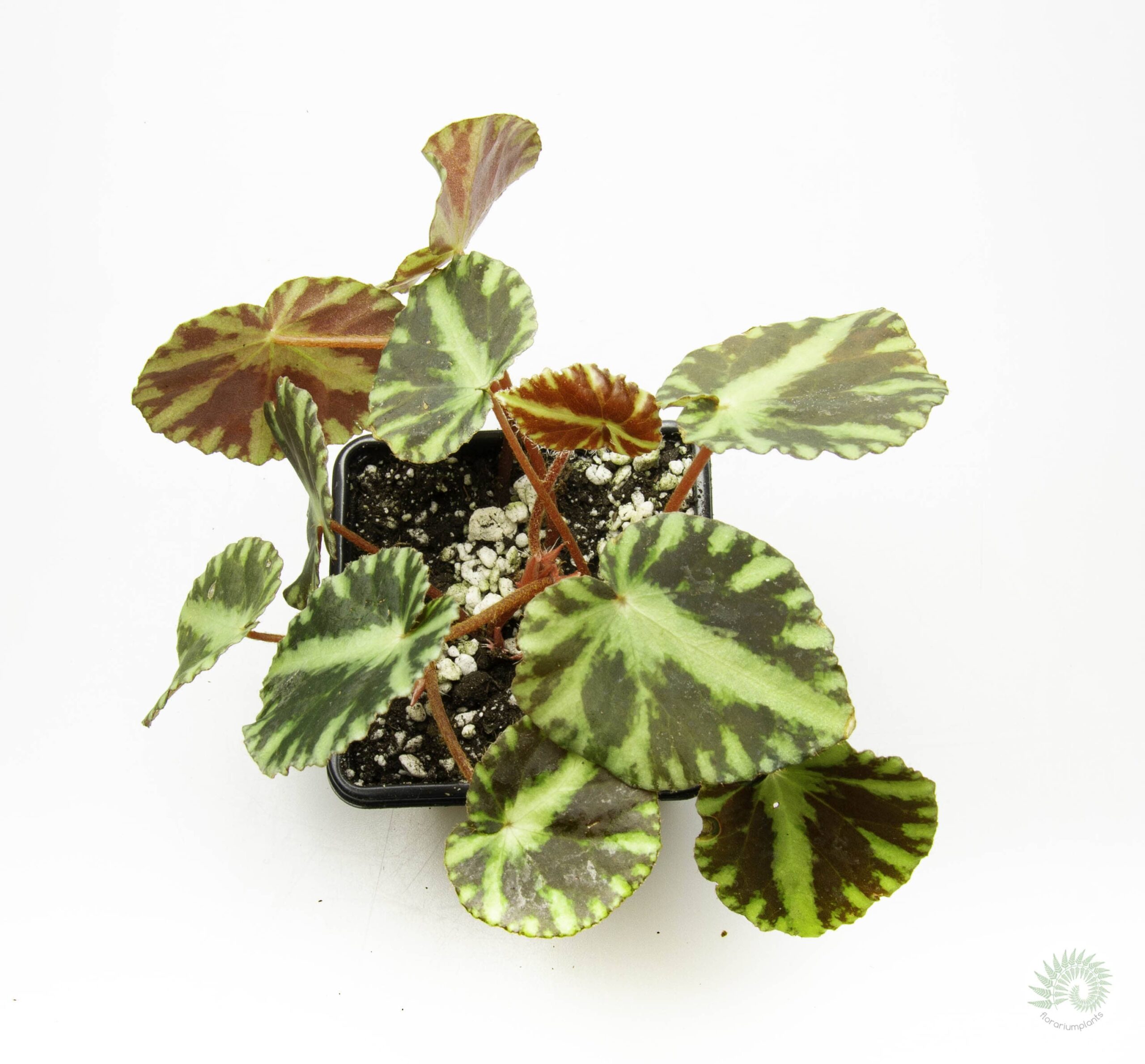 Begonia cleopatrae