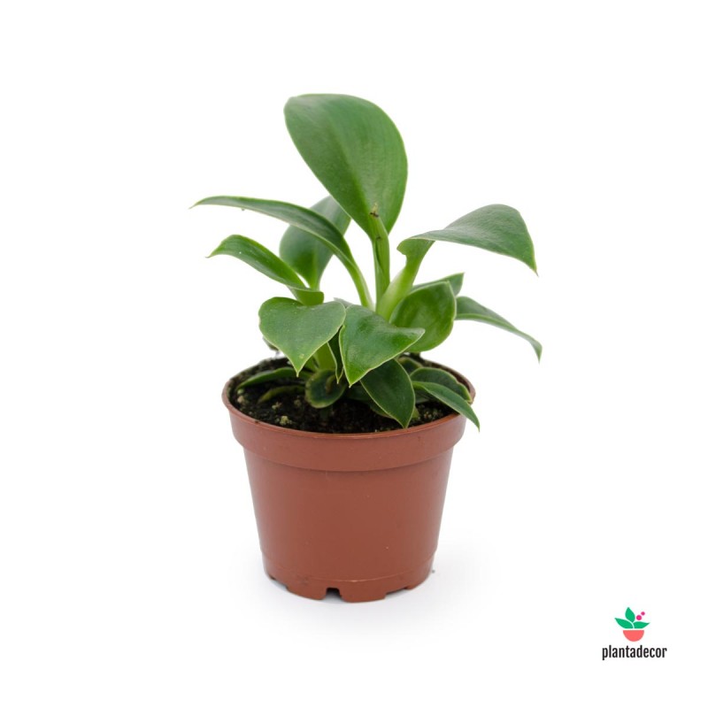 Philodendron wend imbe