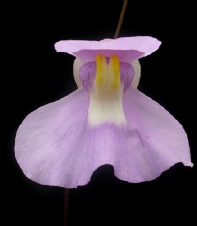 Utricularia alpina × humboldtii д7