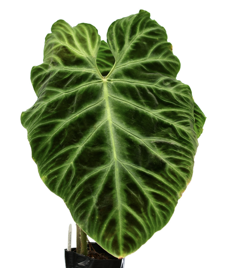 Philodendron verrucosum крупная форма
