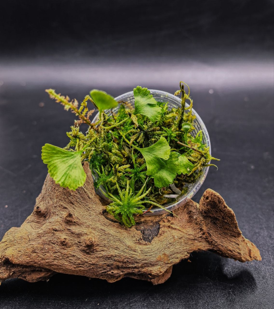 Elaphoglossum peltatum standleyi