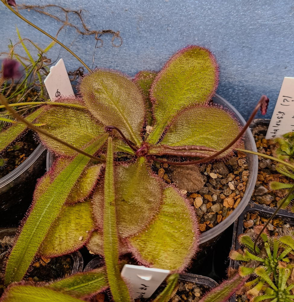 Drosera andromeda д5, детка