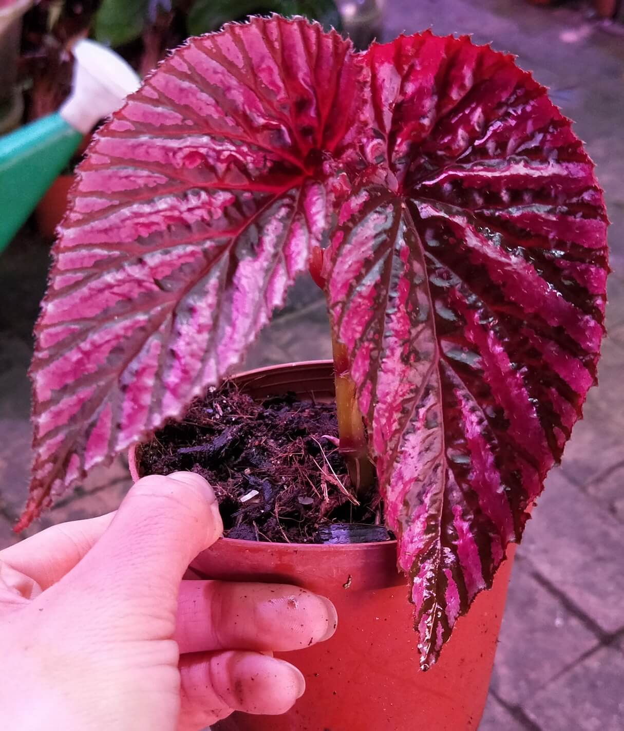 Begonia brevirimosa
