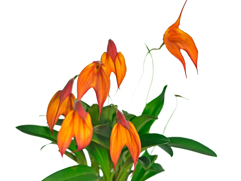 Masdevallia falcata