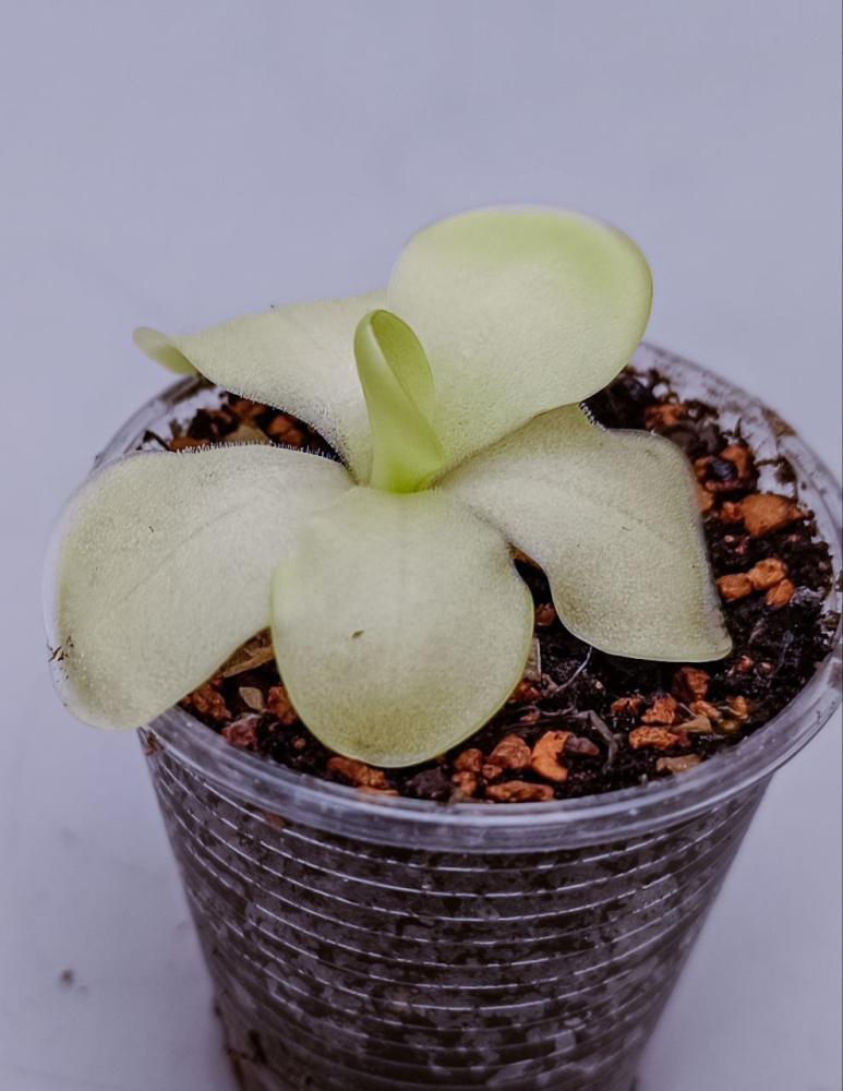 Pinguicula tina d5, детка