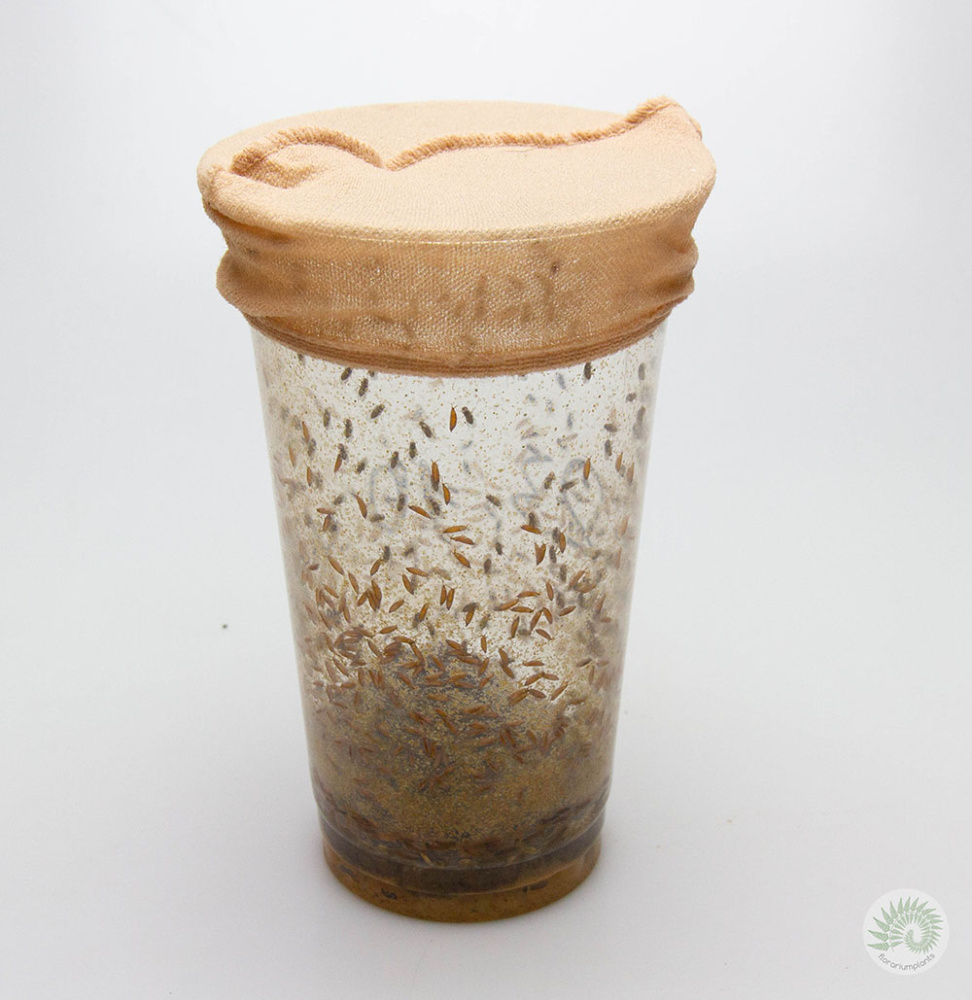 Муха кормовая дрозофила хидея, Drosophila hydei, стакан
